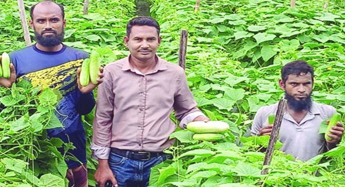 শসা চাষে আলমগীরের বাজিমাত! শসা চাষে আলমগীরের বাজিমাত!